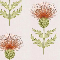 three different types of thistle flowers on a white background with green leaves and purple blooms