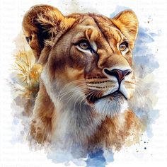 a watercolor painting of a lion's face