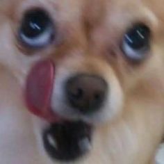 a close up of a dog's face with blue eyes and tongue sticking out