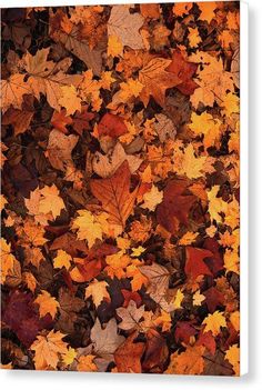 Fallen Autumn Leaves - Canvas Print from Wallasso - The Wall Art Superstore Fall Backgrounds Iphone, Whats Wallpaper, Autumn Leaves Background, Autumn Leaves Art, Patrick Demarchelier, Cute Fall Wallpaper, Iphone Wallpaper Fall, Fall Background, Foto Tips