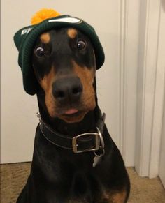 a black and brown dog with a green hat on its head sitting in front of a door