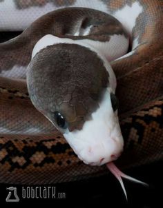 a large snake is curled up in the middle of it's head, with its tongue sticking out