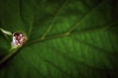 a bride and groom standing in front of a green leaf with their faces close to each other