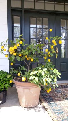 a potted lemon tree sitting in front of a door