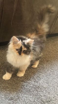 a small kitten standing on top of a carpeted floor next to a brown couch