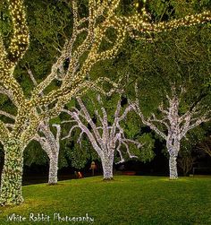 lighted trees in the middle of a grassy area at night with white lights on them