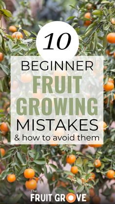 an orange tree with the words 10 beginner fruit growing mistakes and how to avoid them