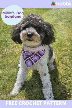 a small dog wearing a purple and white sweater