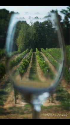 an image of a vineyard taken through a magnifying glass with trees in the background