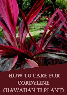 red and green plants with text overlay how to care for cordyline hawaiian plant