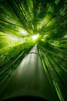 an image of the inside of a bamboo forest