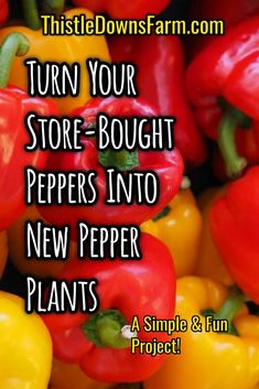 red and yellow peppers with the words turn your store - bought peppers into new pepper plants