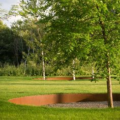 a tree in the middle of a grassy area