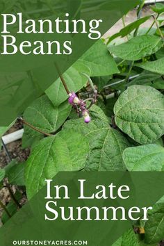 plants growing in the ground with text overlay that reads planting beans in late summer