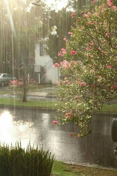 the sun shines brightly through an open window on a rainy day, with pink flowers in the foreground