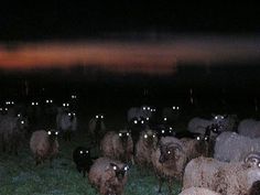 a herd of sheep standing on top of a lush green field