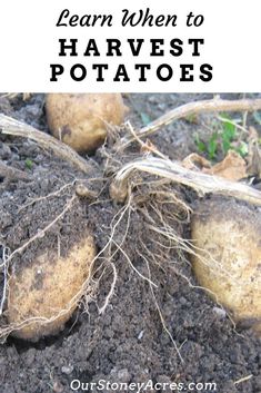 potatoes growing in the dirt with text overlay