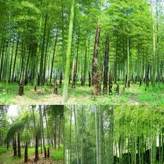 four different pictures of bamboo trees in the woods