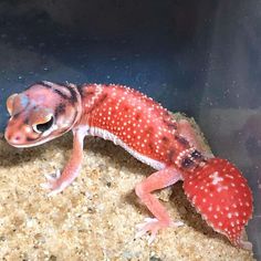 a red and white gecko sitting on top of a rock in a fish tank