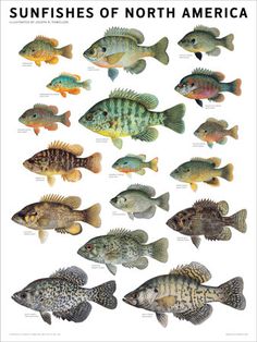 the sunfishs of north america are shown in this poster, which depicts different types of fish