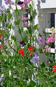 many different colored flowers growing in front of a white fence