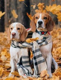 two dogs are sitting in the leaves and one is wearing a scarf