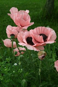 some pink flowers are growing in the grass