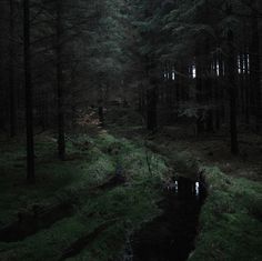 a dark forest filled with lots of green grass and tall trees next to a stream