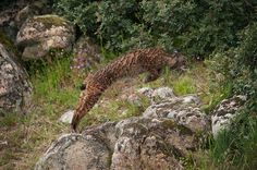 a cat is jumping over some rocks in the grass