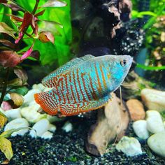 a blue and orange fish in an aquarium next to some rocks, plants and gravel