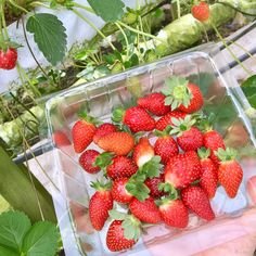 a person holding up a plastic container full of strawberries in front of some plants