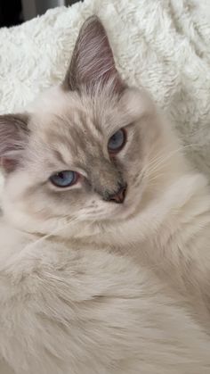 a white cat with blue eyes laying on a blanket