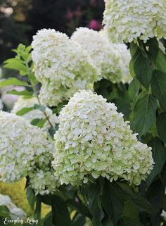 white flowers are blooming in the garden