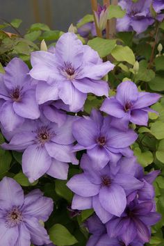 purple flowers with green leaves in the foreground and an inscription on the back ground