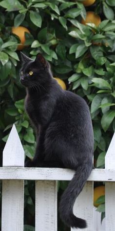 a black cat sitting on top of a white fence next to some bushes and oranges