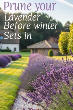 lavenders in the garden with text overlay that reads prune your lavender before winter set