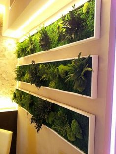 a vertical garden is mounted on the wall