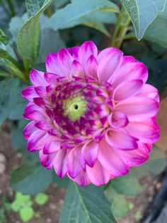 a large pink flower with green leaves around it's center is in the foreground