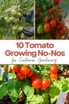 tomatoes growing in the garden with text overlay reading 10 tomato growing no - noss for container gardening