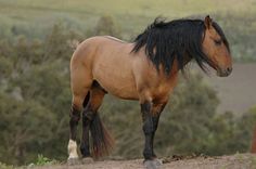 a brown and black horse standing on top of a dirt hill next to some trees