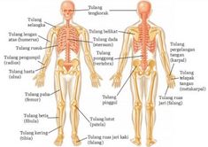 the human skeleton and its major bones are labeled in this diagram, which shows the main parts