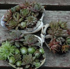 four small succulents are sitting on a bench