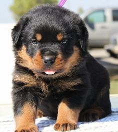 a black and brown puppy sitting on top of a white blanket