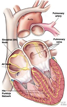 the anatomy of the heart and its major vessels