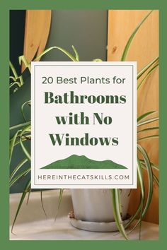 a potted plant with the words 20 best plants for bathrooms with no windows