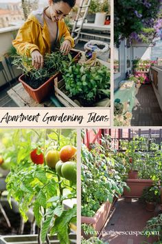 four pictures with different types of plants growing in them and the words apartment gardening ideas