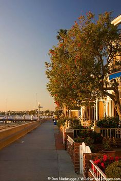 the sidewalk is lined with potted plants and trees along the water's edge