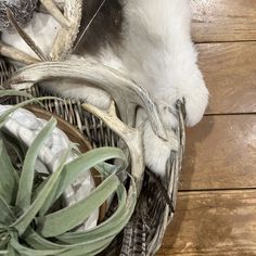 a dog laying in a basket with some plants and other things on the floor next to it