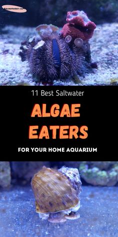 an aquarium with algae eaters in it and the title 11 best saltwater algae eaters for your home aquarium