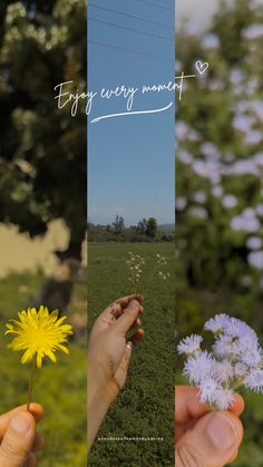 three different pictures with flowers in the foreground and on the top right is a hand holding a dandelion